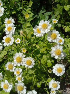 Ромашка,хризантема девичья (Пиретрум) многолетники