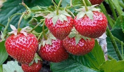 Любава ремонтантная земляника зкс