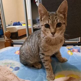 Кошечка полгодика в добрые руки