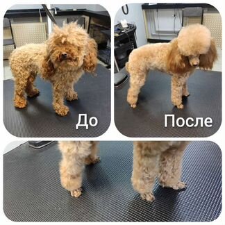 Груминг собак и кошек