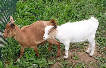 Камерунская коза - фотография № 3