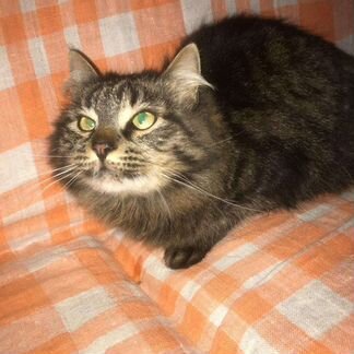 Кот метис сибирского в дар 2 года