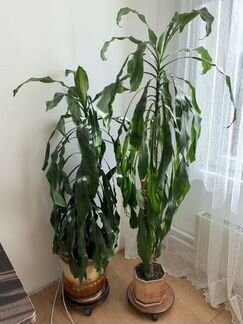 Растения