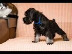 Цвергшнауцер щенок черно-серебристого окраса