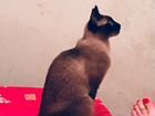 Тайская кошка вязка