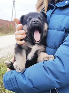 Мальчик в дар