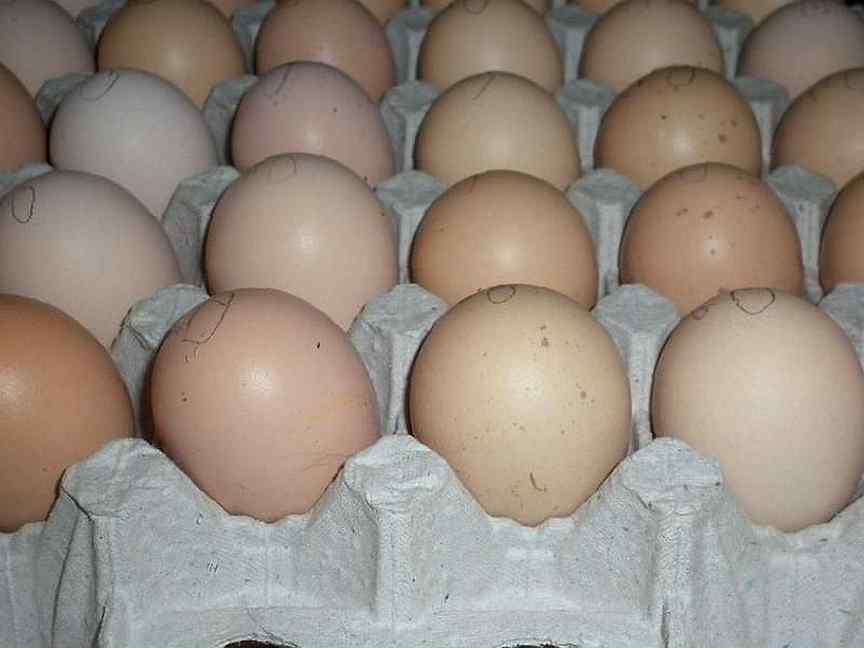 Купить яйцо инкубационное в нижегородской. Инкубационное яйцо Орпингтон. Орпингтон цвет яиц. Элитные яйца. Авикола инкубационное яйцо.