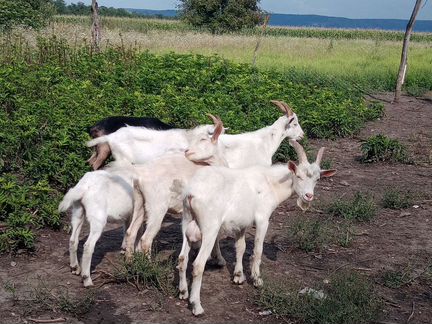 Дойные козы и взрослые козлята - фотография № 5