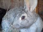 Крольчата в Переславле-Залесском объявление продам