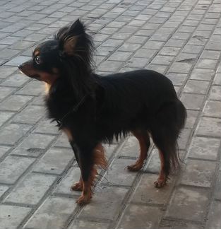 Предлагаю для вязки длинношерстого той-терьера