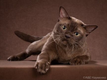 Вязка Бурманский кот