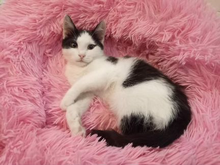 Нежная Снежинка в добрые руки