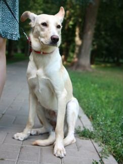 В добрые руки отдам Лейлу