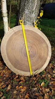 Торцевой спил 