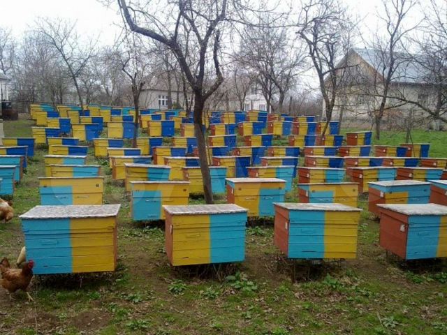 Пчелопакеты. Авито пчелопакеты краснодарский край