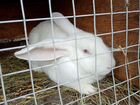 Кролик белый панон