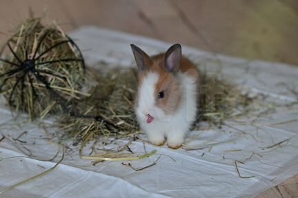 Кролик лисий карликовый декоративный