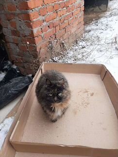 Котики кошка черепахового окраса в добрые руки