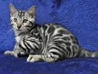 Бенгальский котик серебро