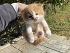 Персидские котята бесплатно объявление продам