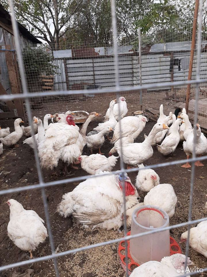 Poultry 89626758538 buy 5