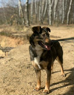 Собака редкого тигрового окраса