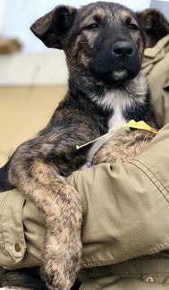 Щенок в добрые руки