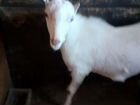 Коза альпийской породы и козлик породы Ламанча от объявление продам