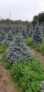 Ель голубая Ольденбург 1.5 - 1,75 м