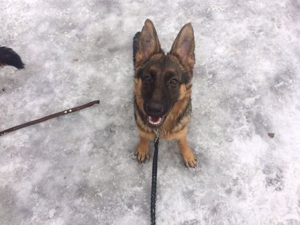 Дрессировка собак