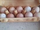 Инкубационное яйцо куриное объявление продам