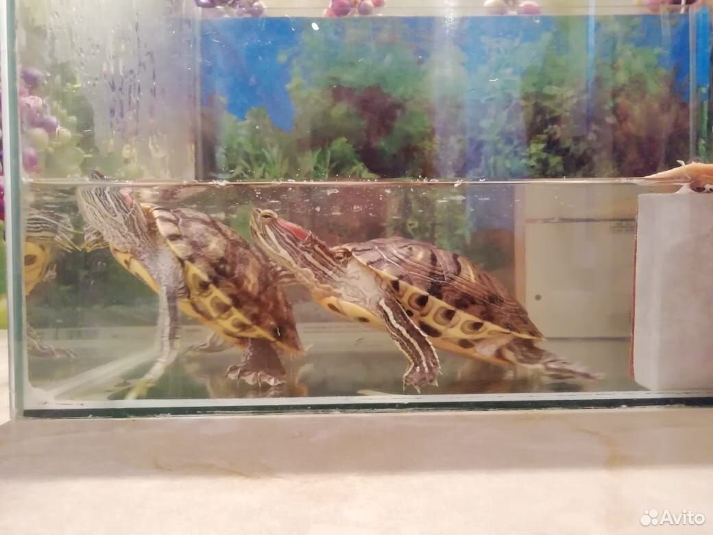 Черепахи, аквариум 89511650350 купить 1