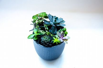 Садики из суккулентов, цветок в подарок