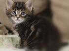 Котята мейн-кун метисы объявление продам