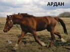 Лошадь Арабская Англо-Арабская Жеребец Кобыла объявление продам