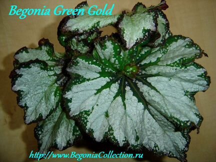 Бегония Green Gold