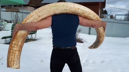 Бивень мамонта