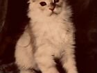 Котята породы Мейн Кун Питомник объявление продам