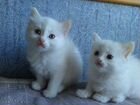 Белые котята от турецкой ангоры объявление продам