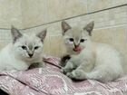 Приятные тайские котята